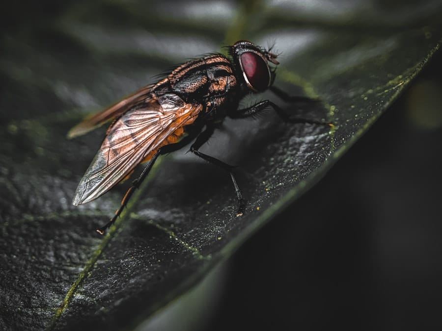 Photo lord of the flies